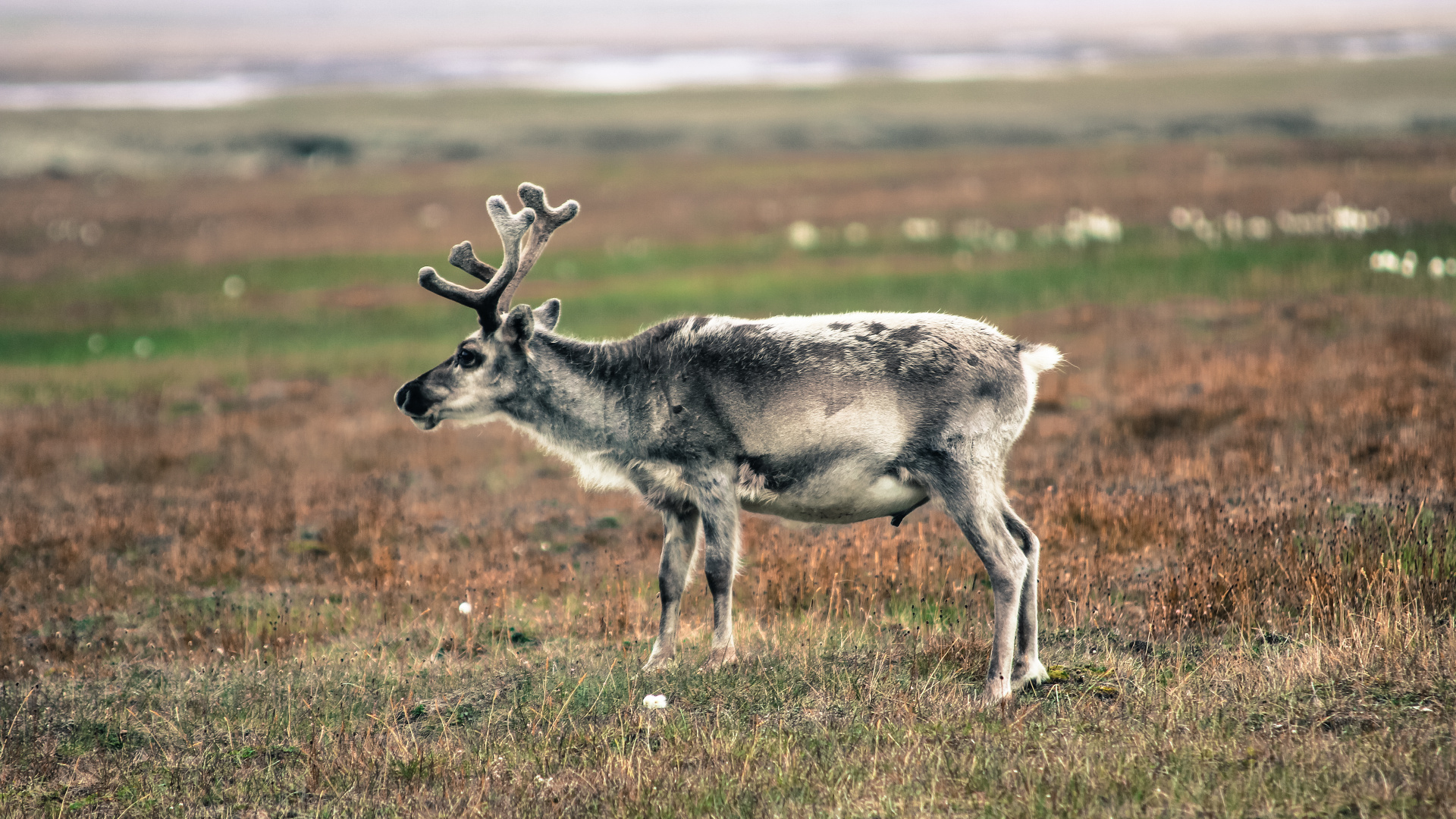 Gray and White Deer on Green Grass Field During Daytime. Wallpaper in 1920x1080 Resolution