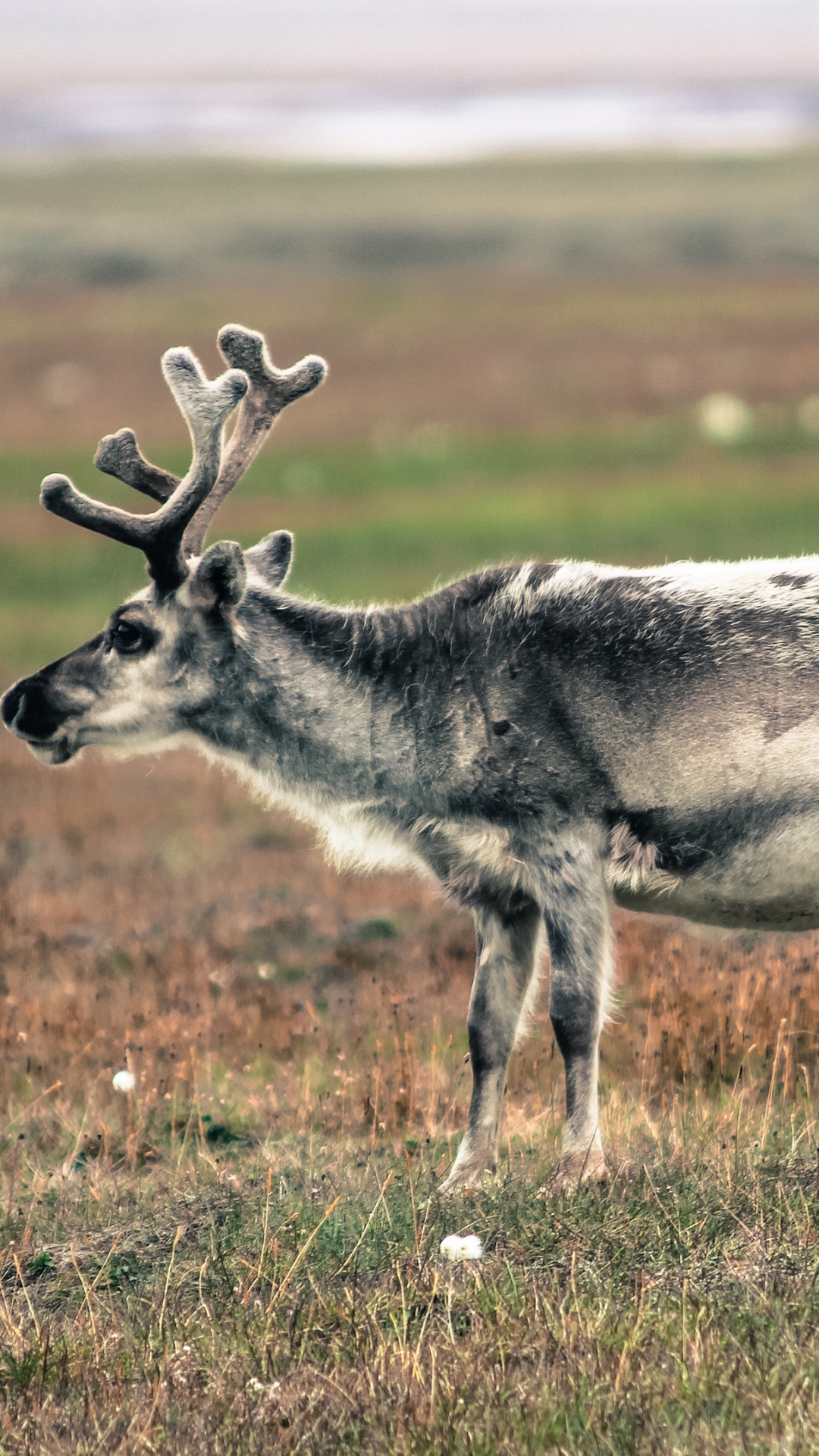 Cerf Gris et Blanc Sur Terrain D'herbe Verte Pendant la Journée. Wallpaper in 1080x1920 Resolution