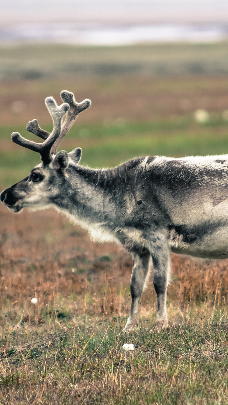 Cerf Gris et Blanc Sur Terrain D'herbe Verte Pendant la Journée. Wallpaper in 750x1334 Resolution