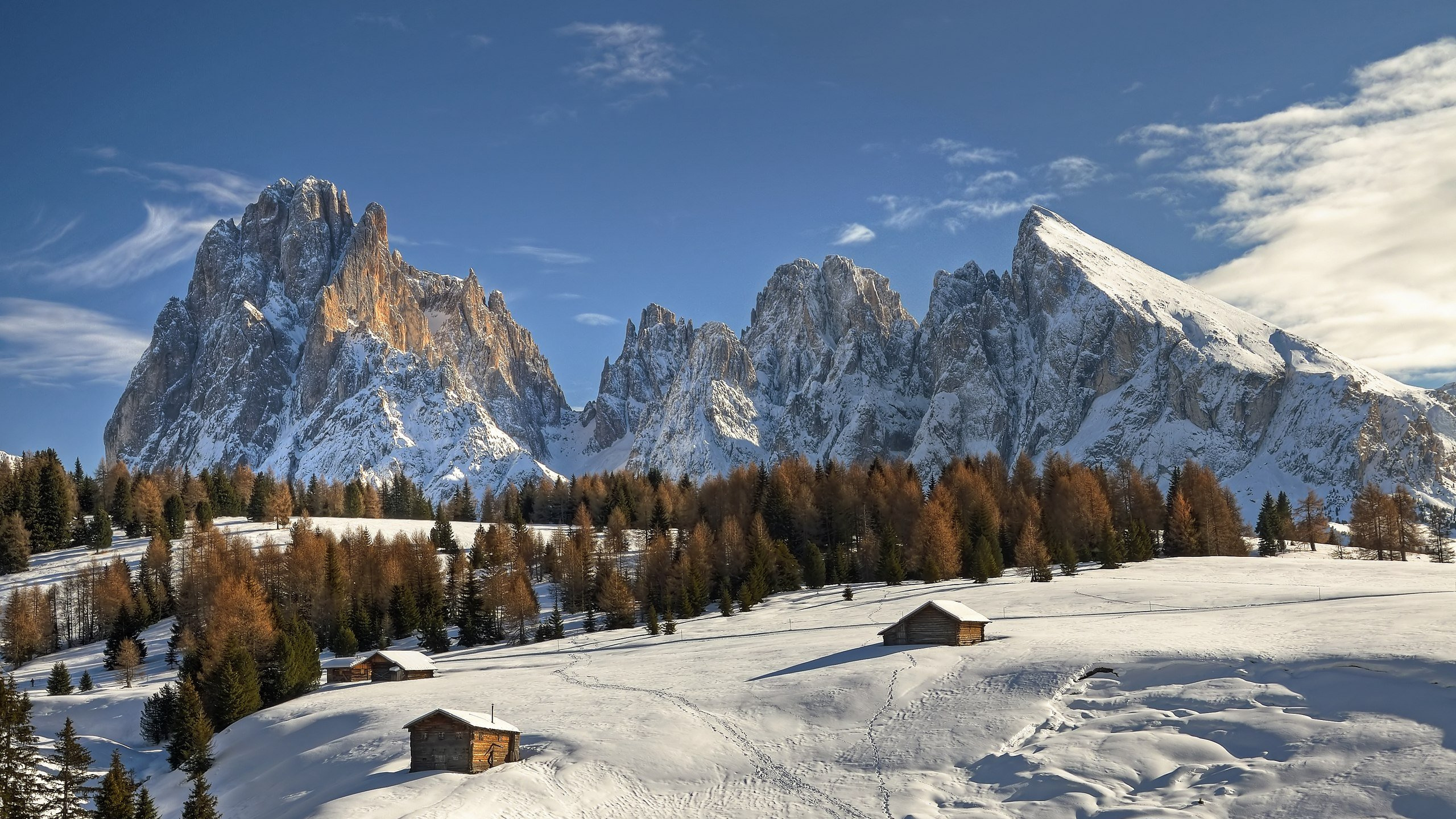 Arbres Verts Sur Sol Couvert de Neige Pendant la Journée. Wallpaper in 2560x1440 Resolution
