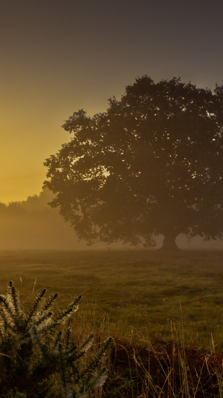 Champ D'herbe Verte Pendant le Coucher du Soleil. Wallpaper in 750x1334 Resolution