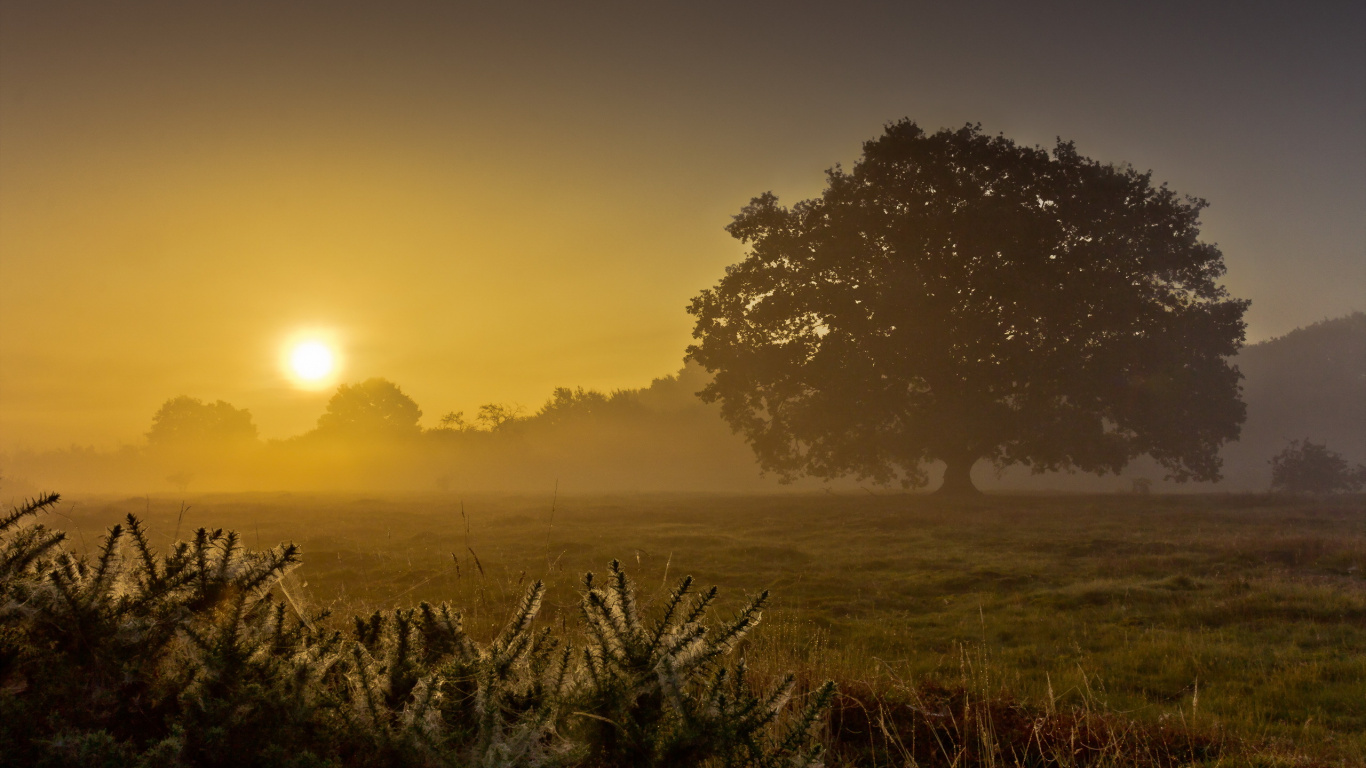 Green Grass Field During Sunset. Wallpaper in 1366x768 Resolution