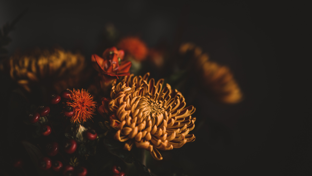 Brown and Red Flower in Close up Photography. Wallpaper in 1280x720 Resolution