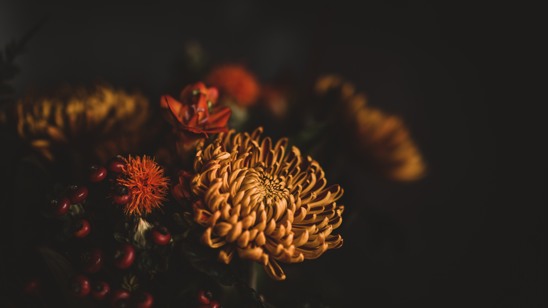 Brown and Red Flower in Close up Photography. Wallpaper in 1920x1080 Resolution