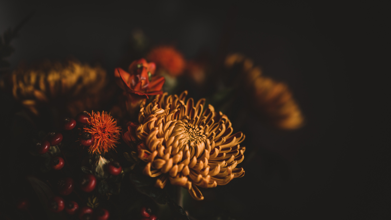 Fleur Brune et Rouge en Photographie Rapprochée. Wallpaper in 1366x768 Resolution