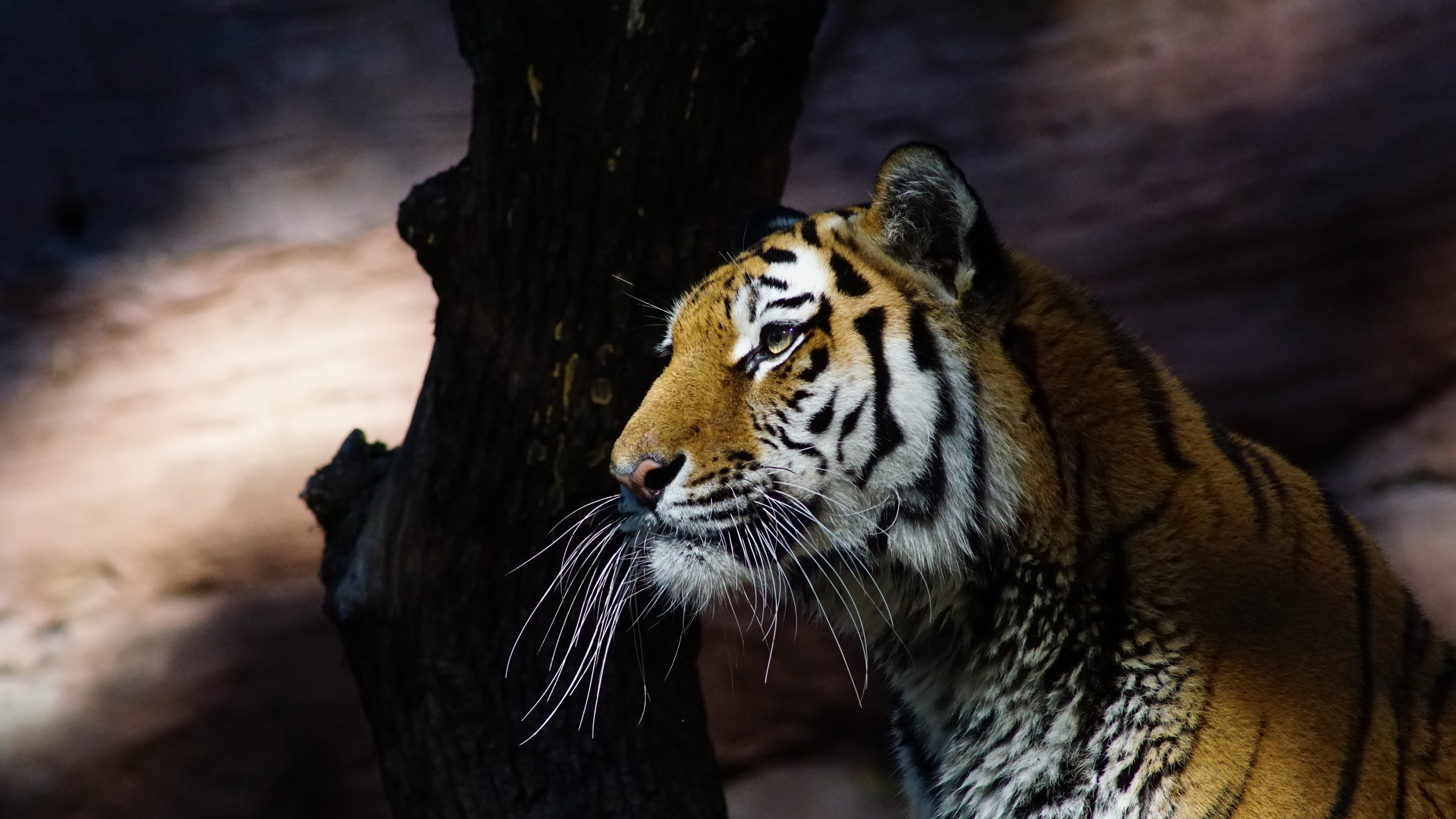 Tigre Brun Blanc et Noir. Wallpaper in 2560x1440 Resolution