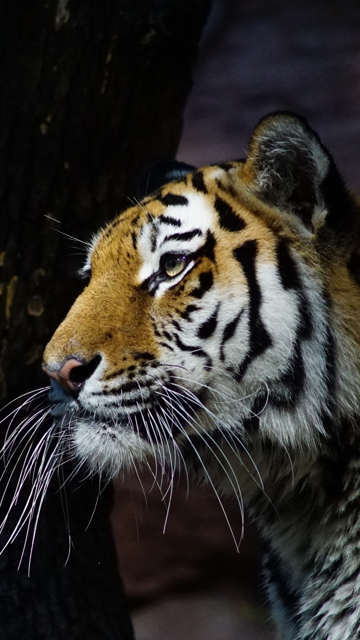 Tigre Brun Blanc et Noir. Wallpaper in 720x1280 Resolution