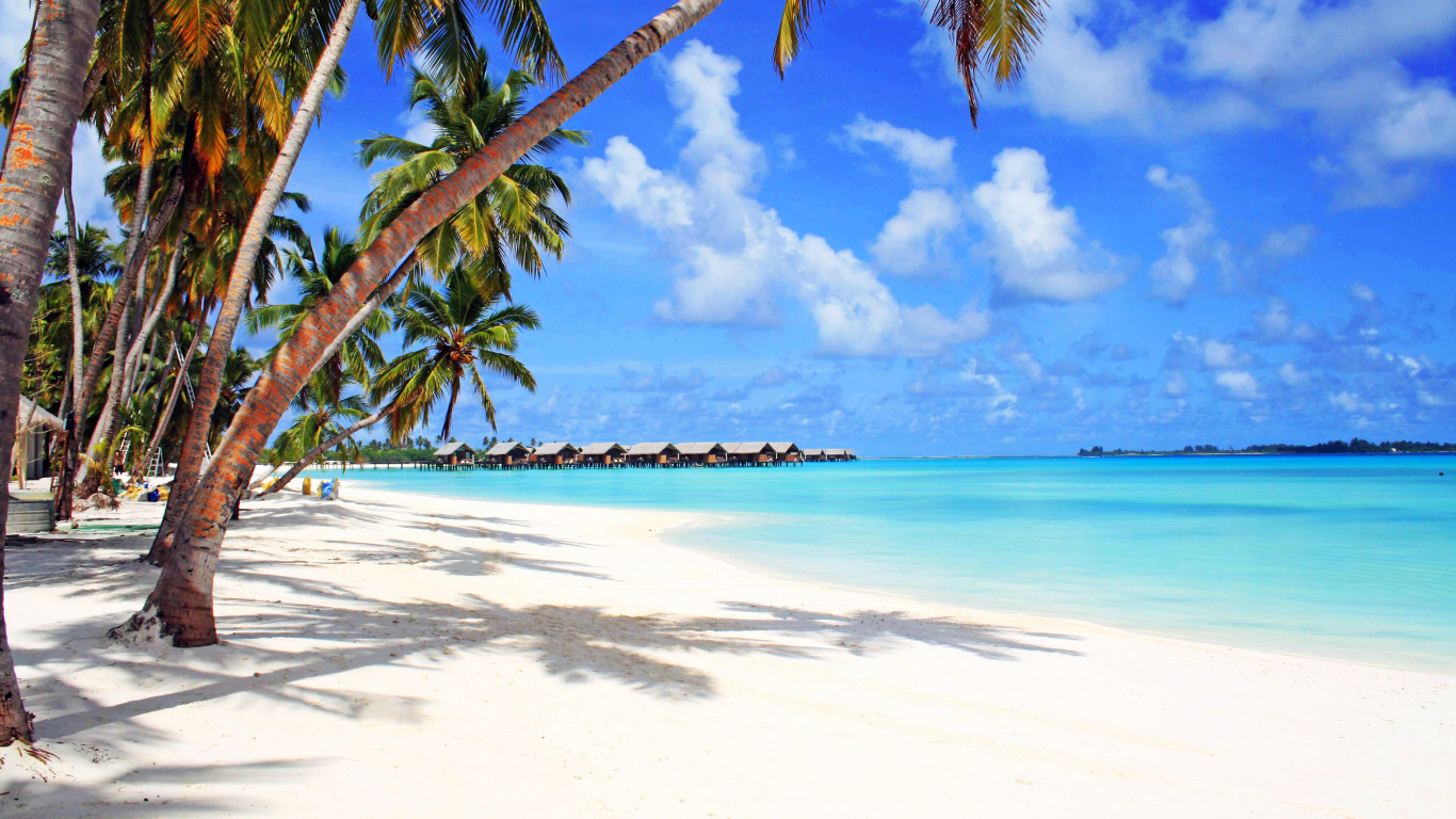 Palmier Sur le Rivage de la Plage Pendant la Journée. Wallpaper in 1366x768 Resolution