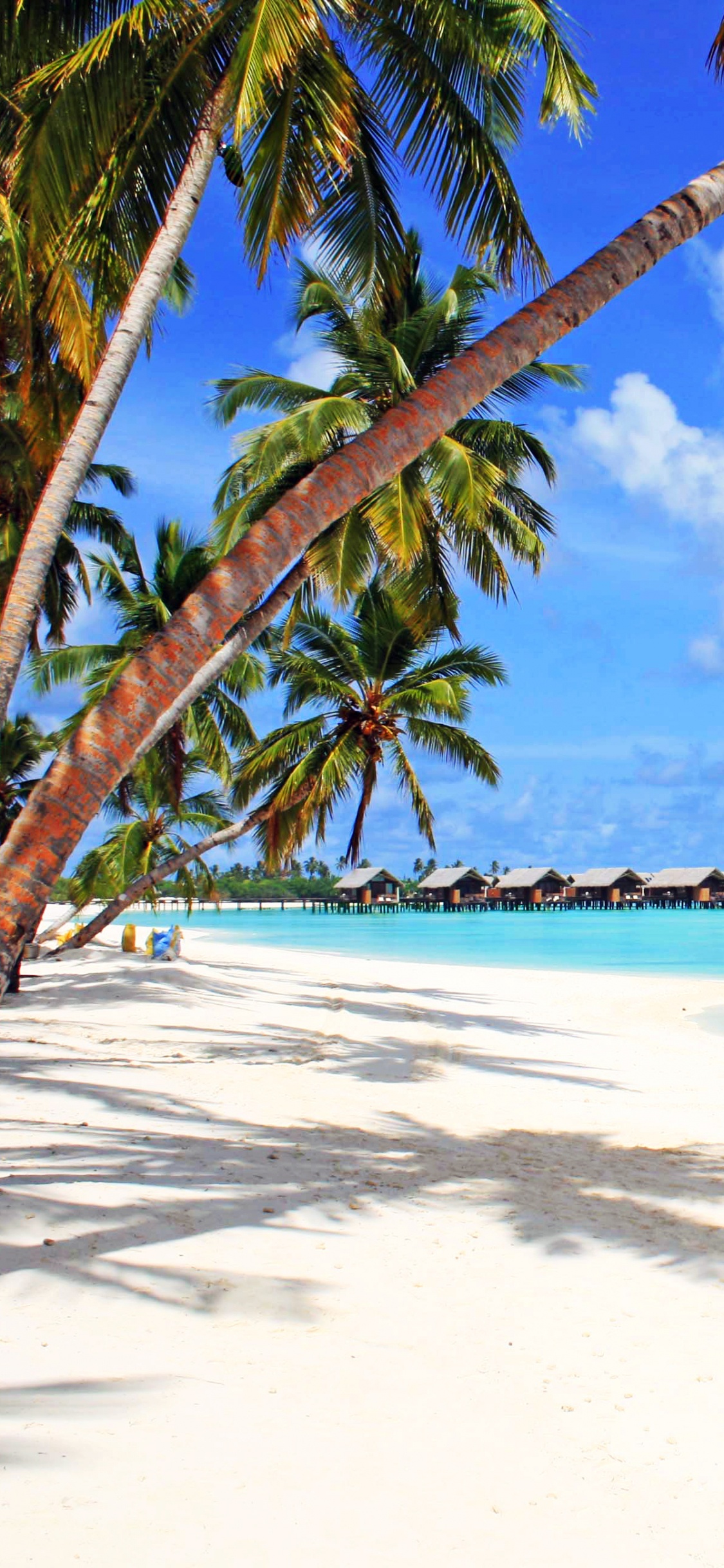 Palm Tree on Beach Shore During Daytime. Wallpaper in 1125x2436 Resolution