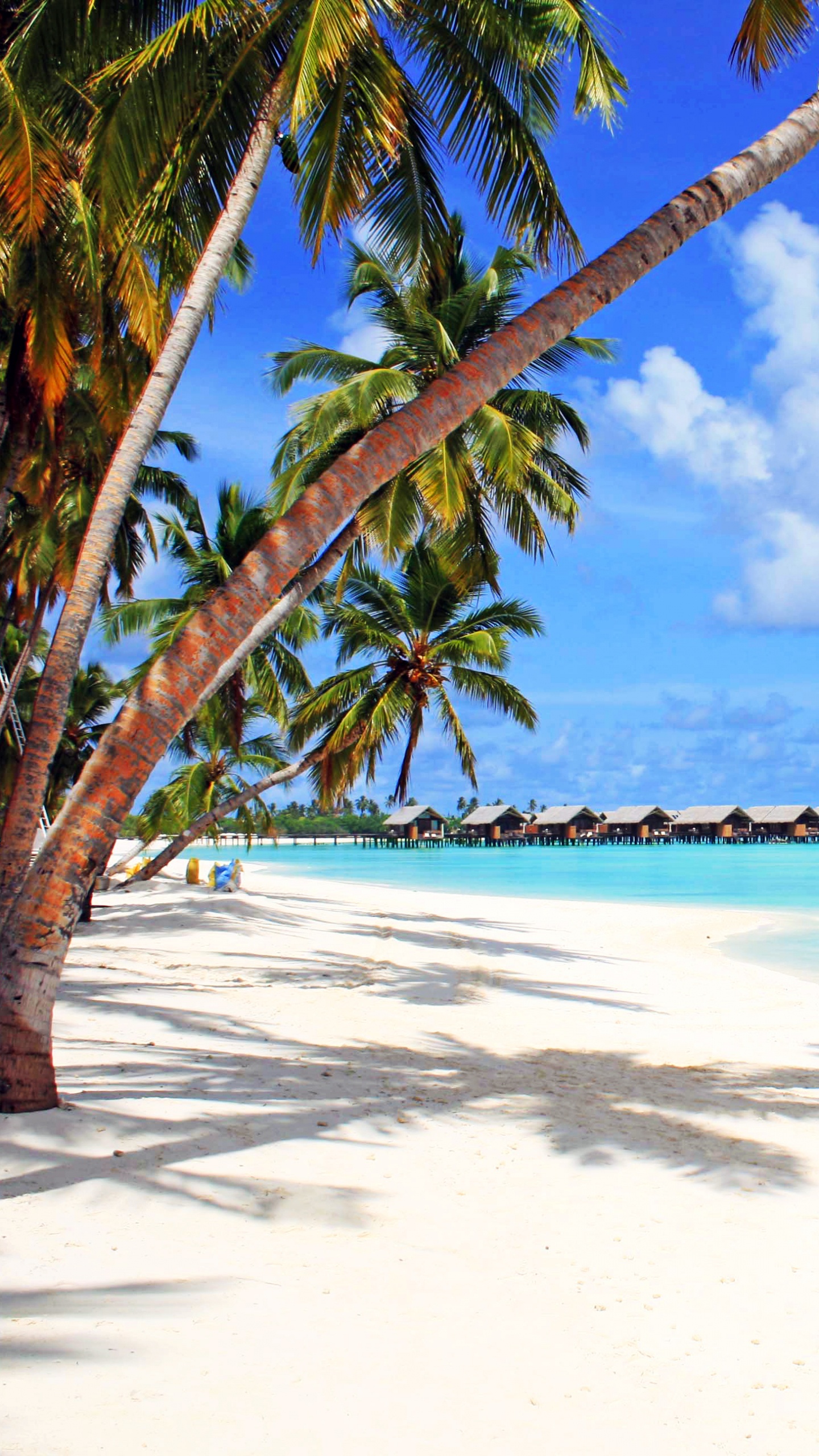 Palm Tree on Beach Shore During Daytime. Wallpaper in 1440x2560 Resolution