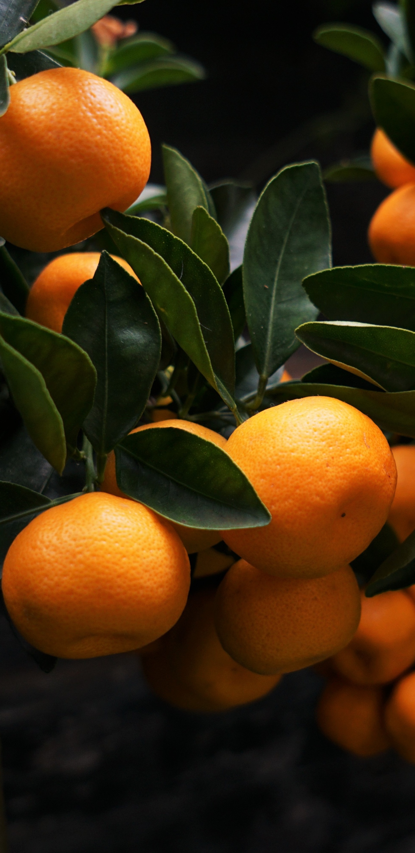 Fruits Orange Sur Arbre Brun. Wallpaper in 1440x2960 Resolution