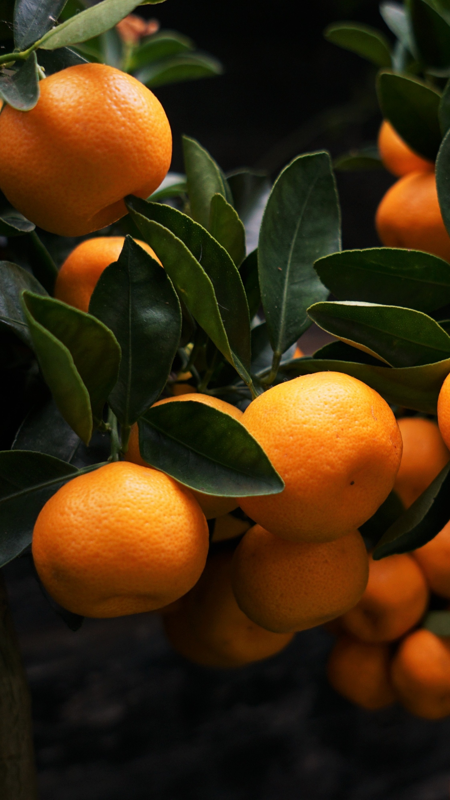 Orangenfrüchte Auf Braunem Baum. Wallpaper in 1440x2560 Resolution