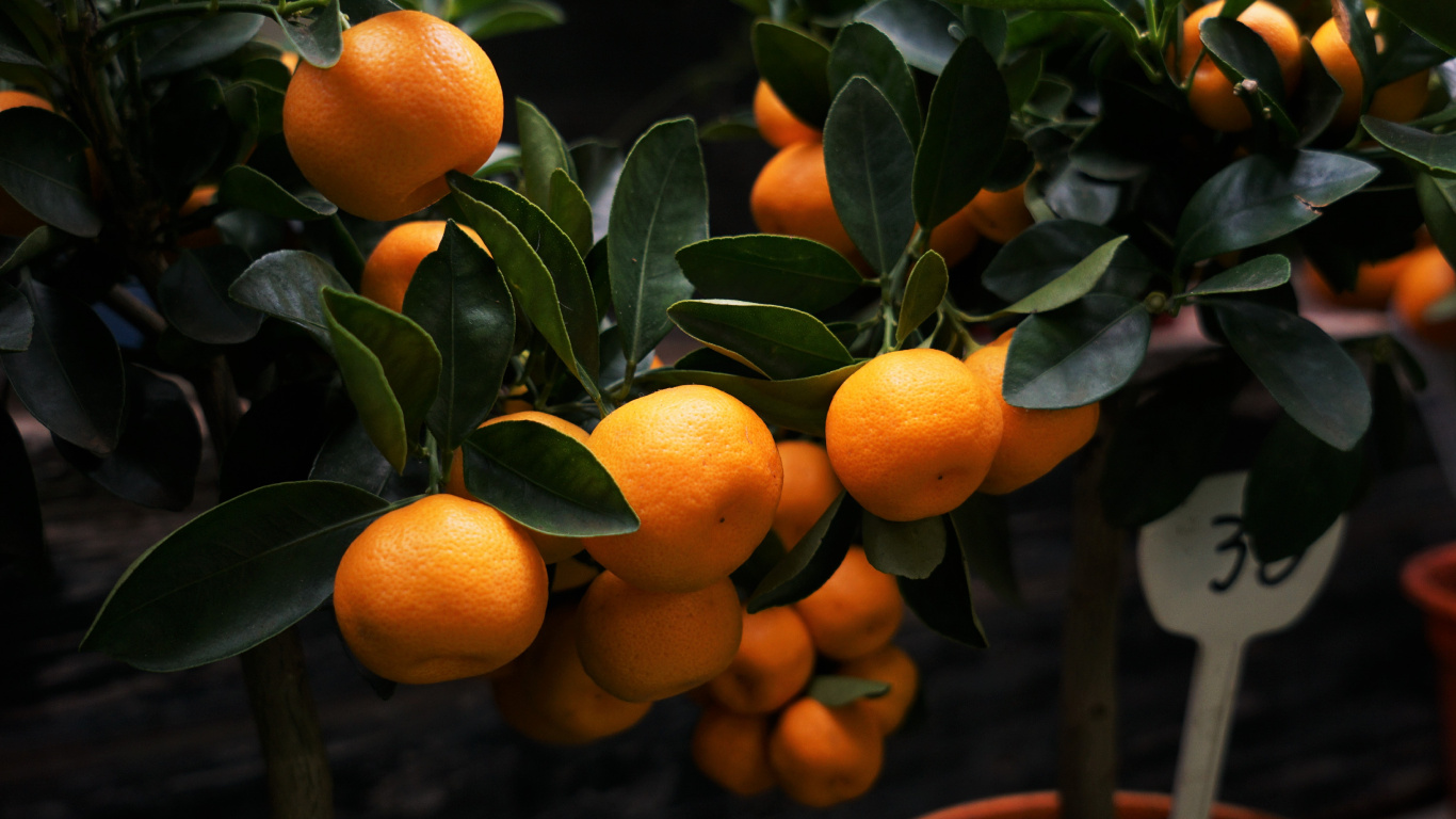 Frutas Naranjas en Árbol Marrón. Wallpaper in 1366x768 Resolution