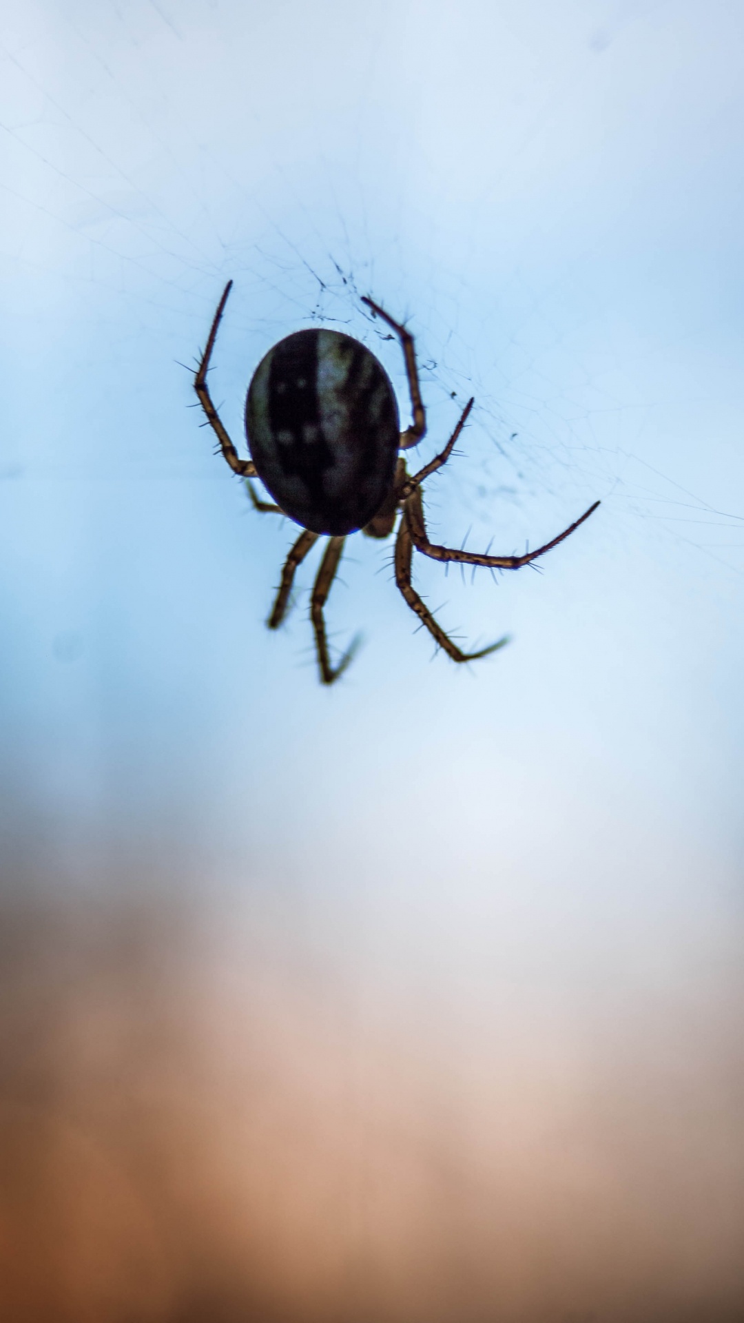 Araña Marrón y Negra en la Web. Wallpaper in 1080x1920 Resolution