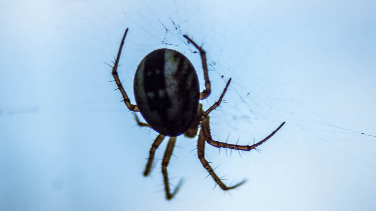 Braune Und Schwarze Spinne im Netz. Wallpaper in 1280x720 Resolution
