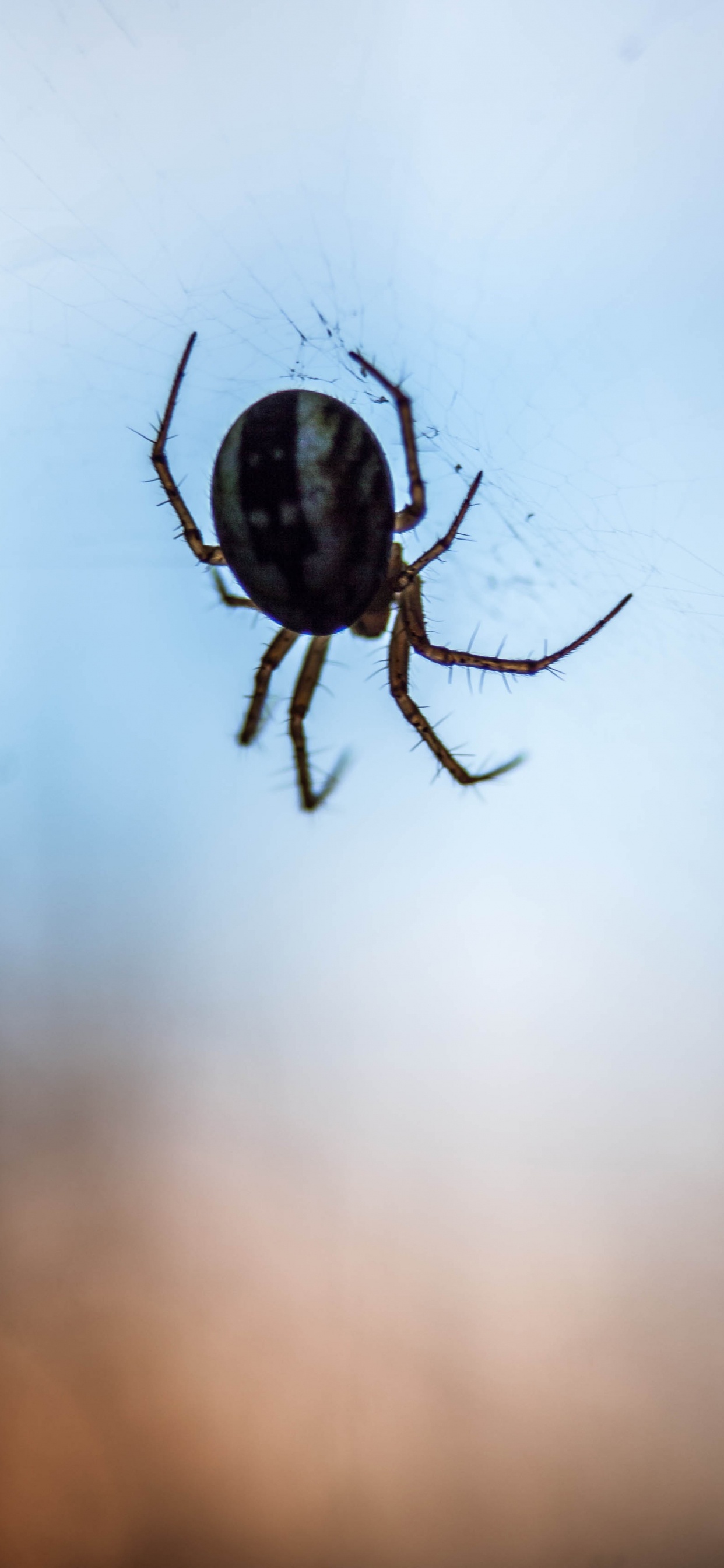 Brown and Black Spider on Web. Wallpaper in 1242x2688 Resolution