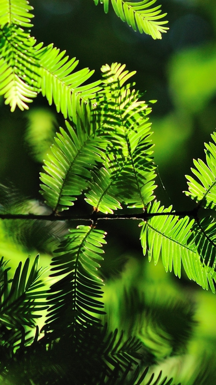 Planta de Helecho Verde en Fotografía de Cerca. Wallpaper in 720x1280 Resolution