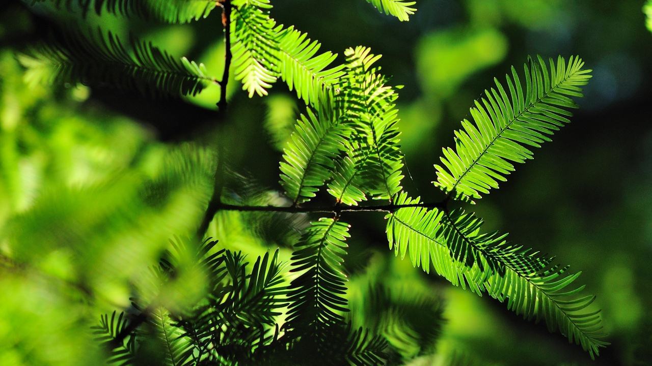 Green Fern Plant in Close up Photography. Wallpaper in 1280x720 Resolution