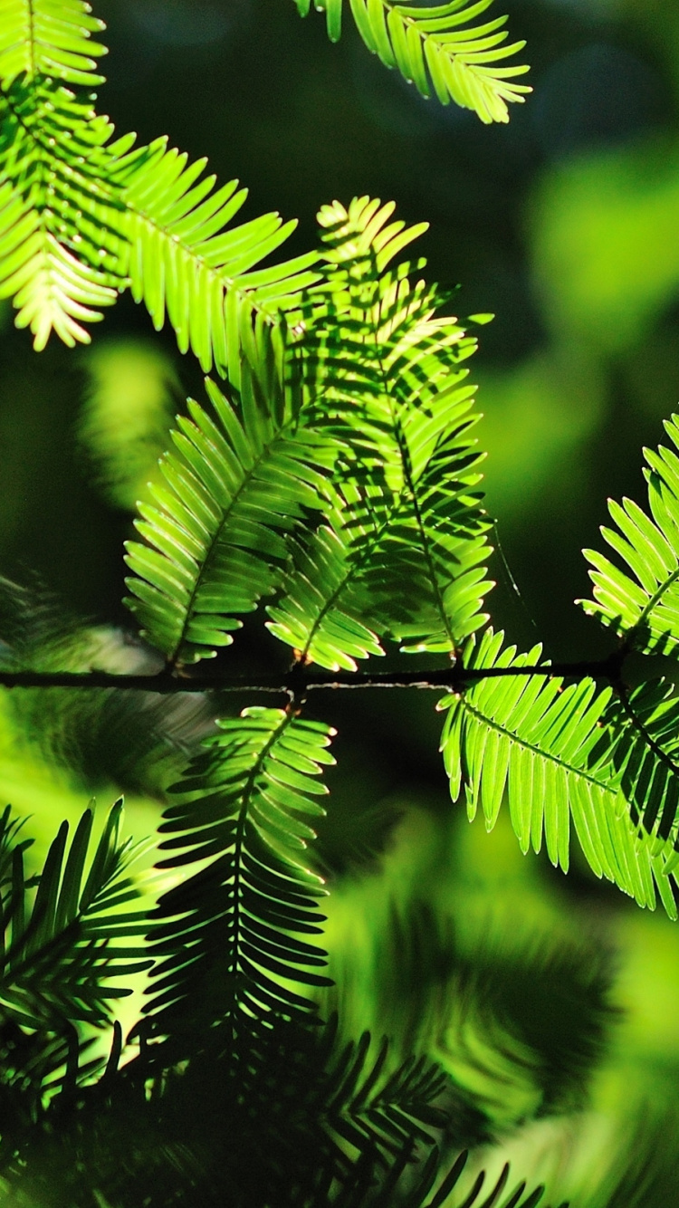 Green Fern Plant in Close up Photography. Wallpaper in 750x1334 Resolution