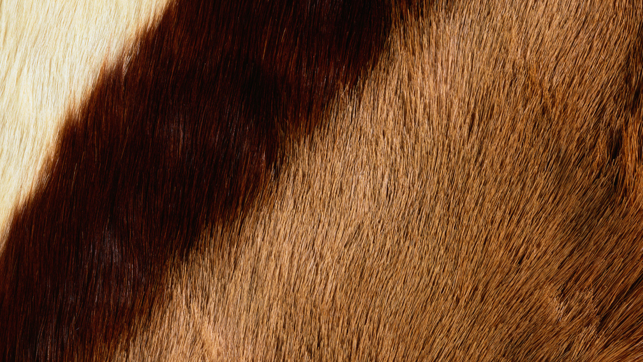 Brown and White Fur Textile. Wallpaper in 1280x720 Resolution