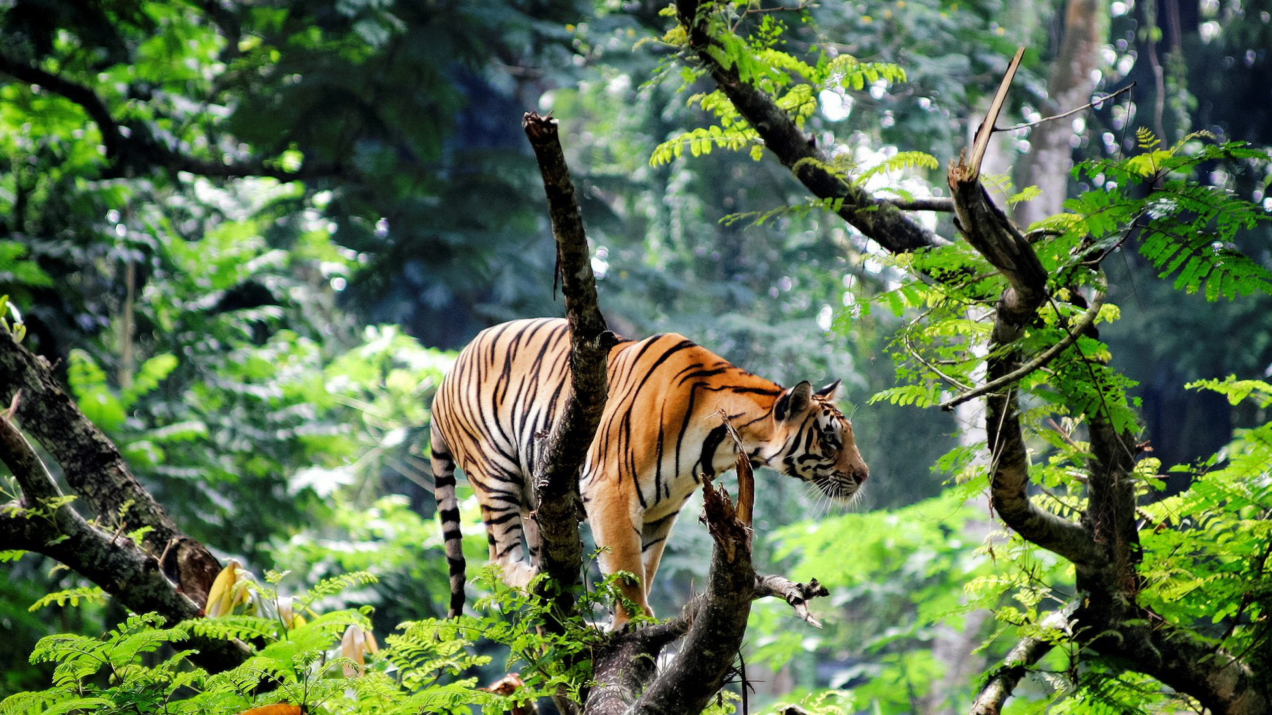 Tiger on Tree Branch During Daytime. Wallpaper in 2560x1440 Resolution