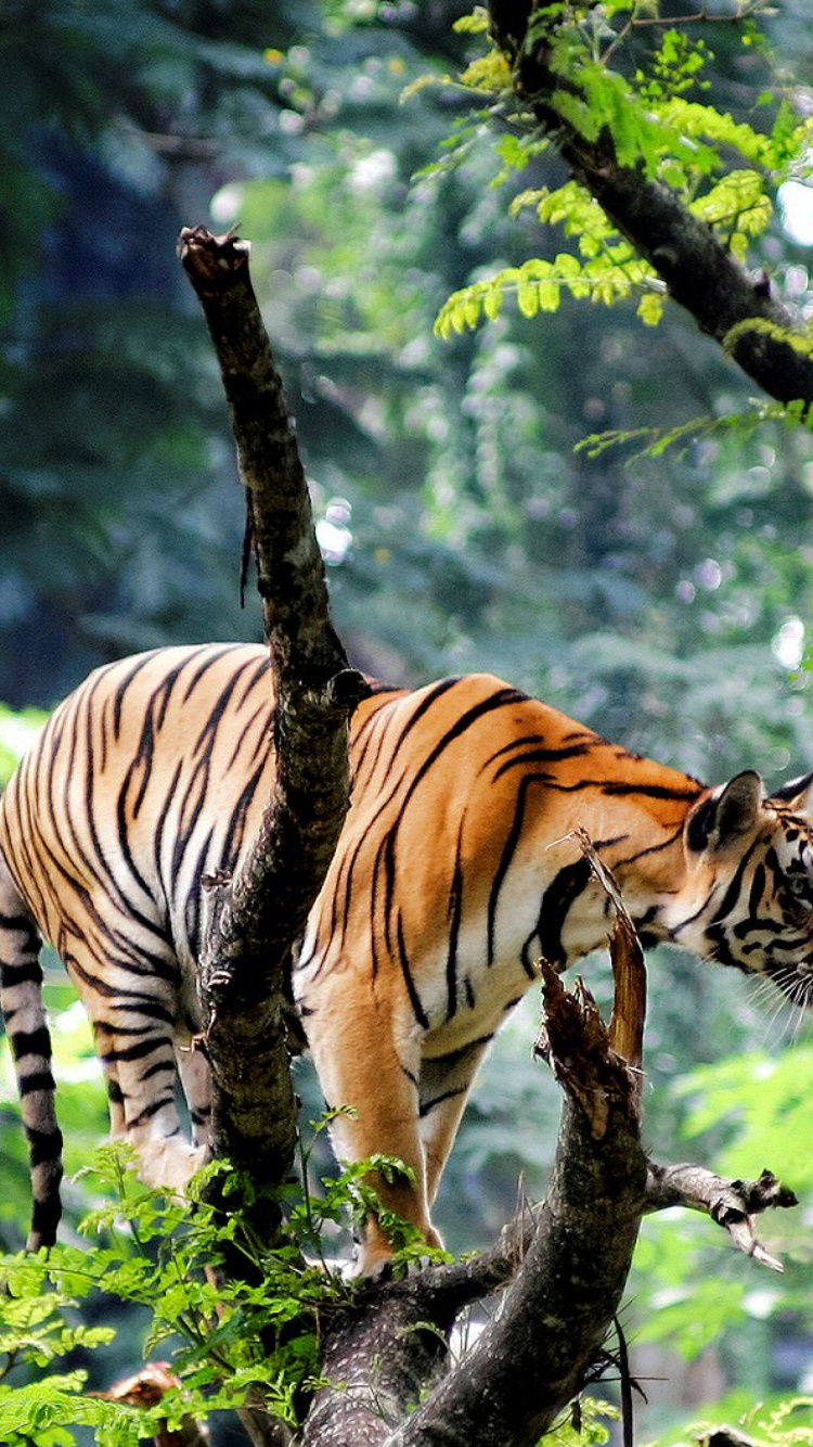 Tiger on Tree Branch During Daytime. Wallpaper in 750x1334 Resolution