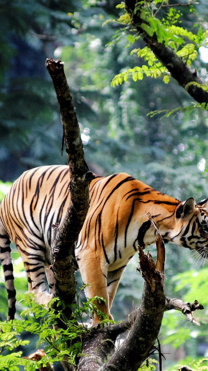 Tigre en la Rama de un Árbol Durante el Día. Wallpaper in 720x1280 Resolution