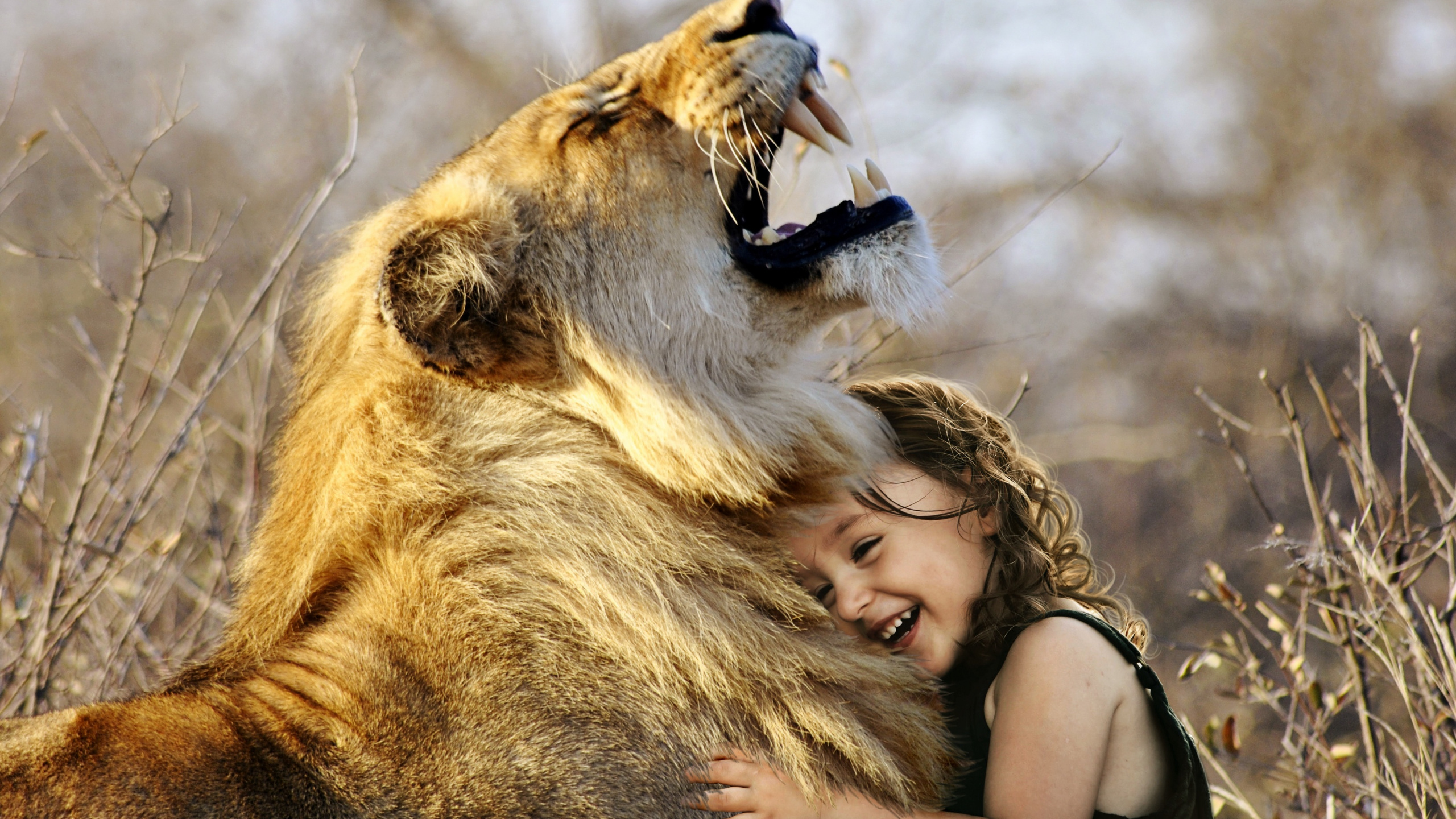 Femme en Chemise Marron à Côté du Lion. Wallpaper in 2560x1440 Resolution