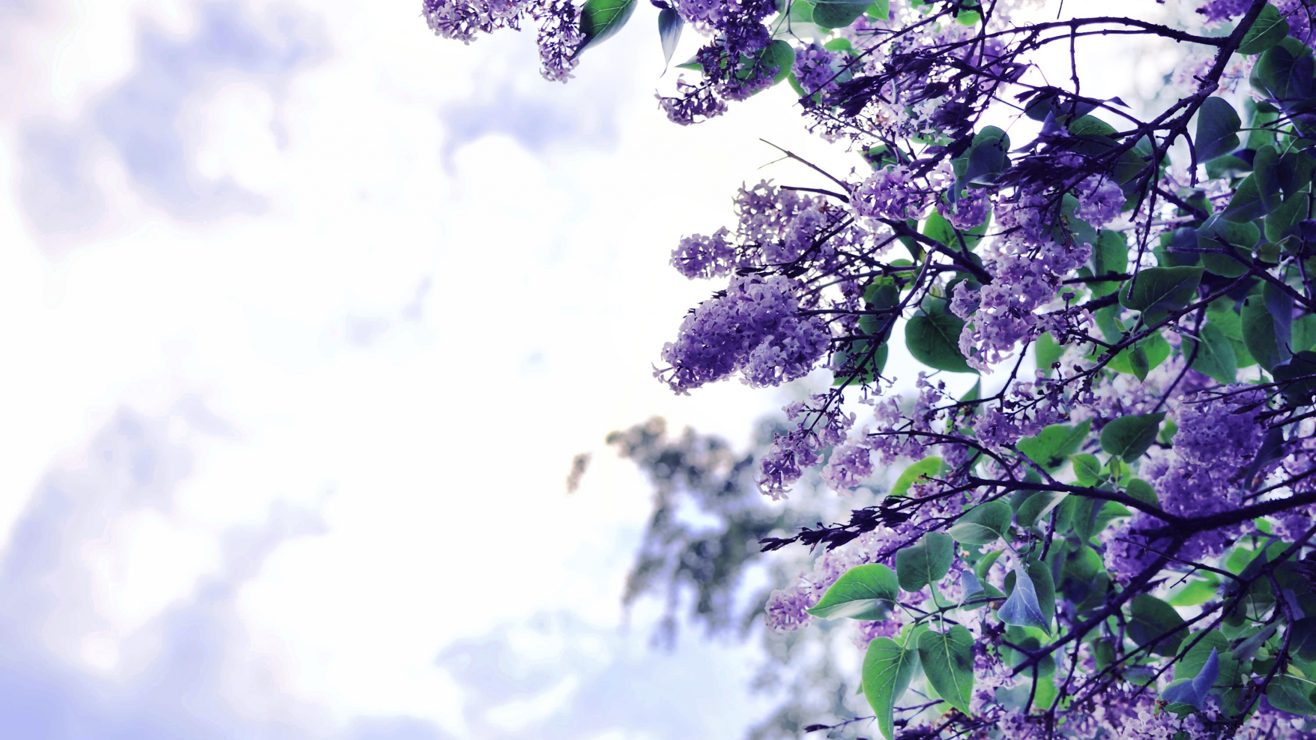 Árbol Verde Bajo un Cielo Blanco Durante el Día. Wallpaper in 2560x1440 Resolution