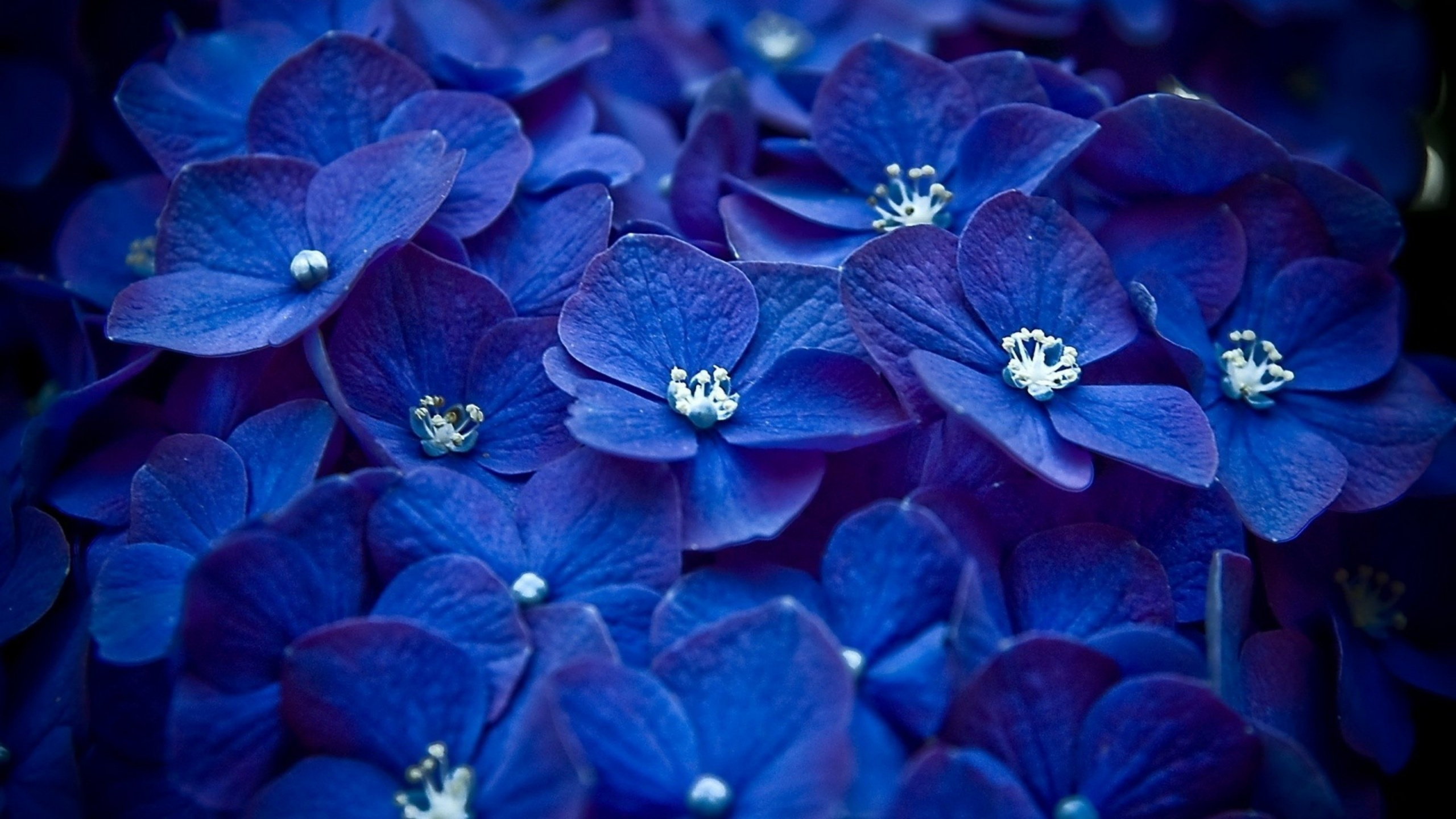 Blaue Blume Mit Wassertropfen. Wallpaper in 2560x1440 Resolution