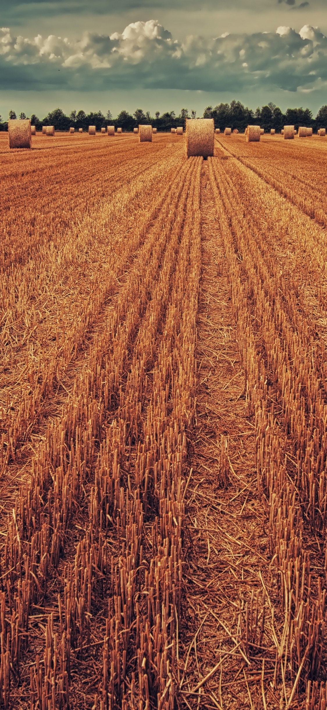 Crop, Agriculture, Livestock, Plant, Cloud. Wallpaper in 1125x2436 Resolution