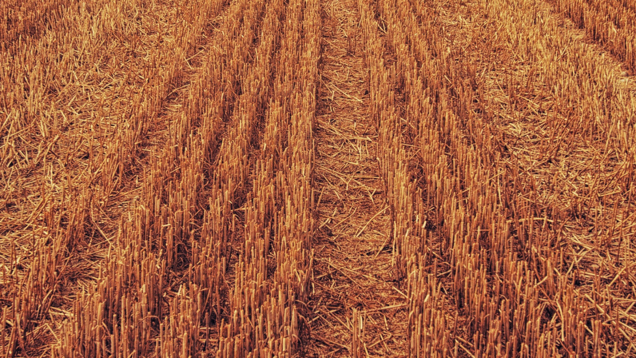 Landwirtschaft, Vieh, Cloud, Tire, Gras. Wallpaper in 1280x720 Resolution