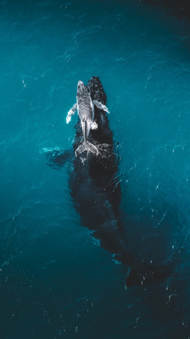 Orca, Ballena Azul, Ballena Jorobada, Tiburón Ballena, Agua. Wallpaper in 720x1280 Resolution