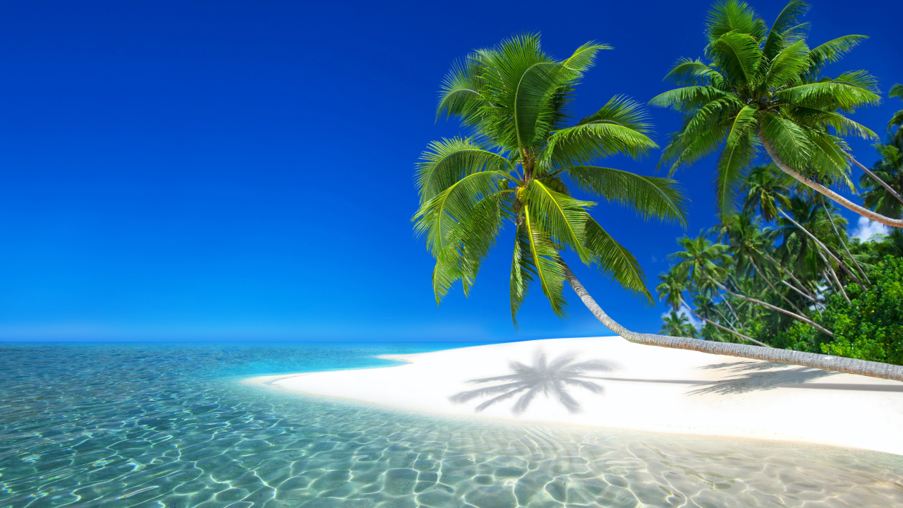 Palmera Verde en la Playa de Arena Blanca Durante el Día. Wallpaper in 1280x720 Resolution