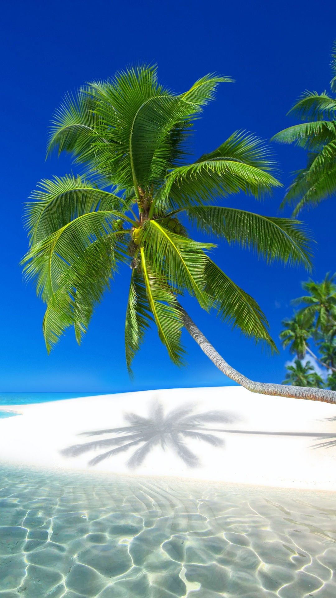 Green Palm Tree on White Sand Beach During Daytime. Wallpaper in 1080x1920 Resolution