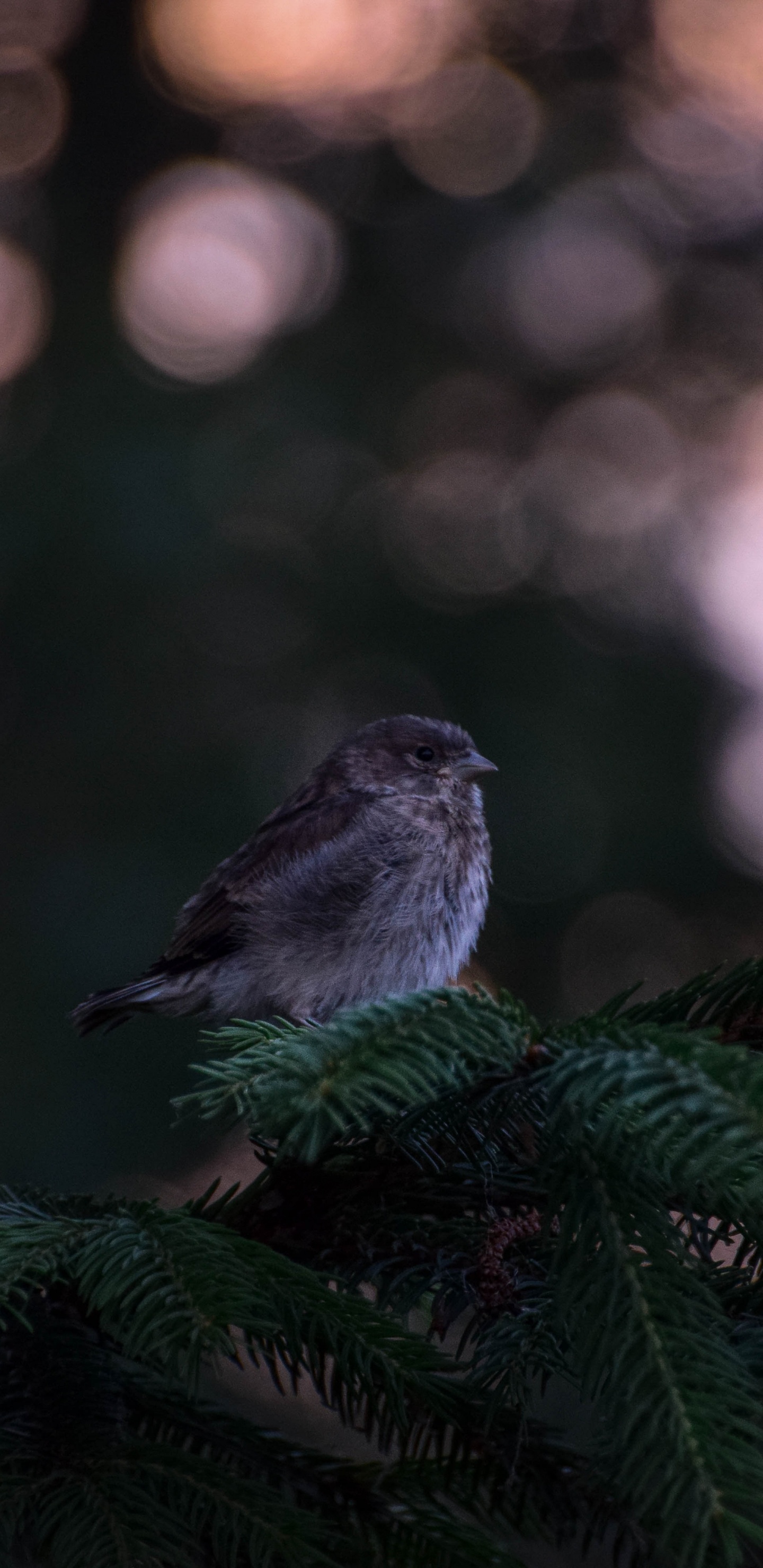 Oiseau Blanc et Noir Sur Pin Vert. Wallpaper in 1440x2960 Resolution