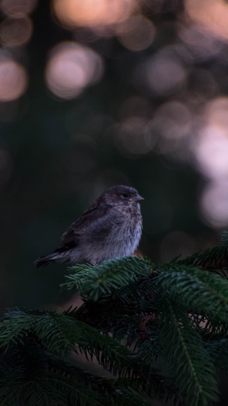 Oiseau Blanc et Noir Sur Pin Vert. Wallpaper in 750x1334 Resolution