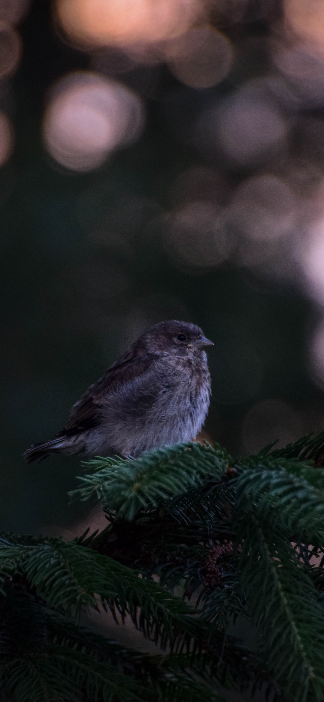 White and Black Bird on Green Pine Tree. Wallpaper in 1125x2436 Resolution