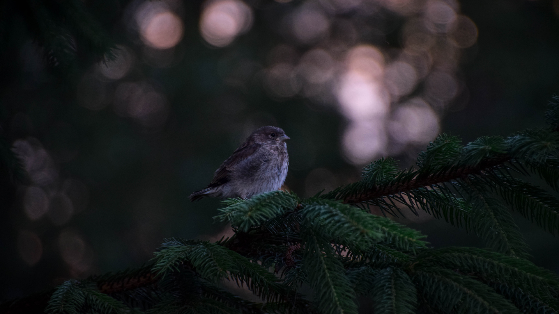 White and Black Bird on Green Pine Tree. Wallpaper in 1920x1080 Resolution