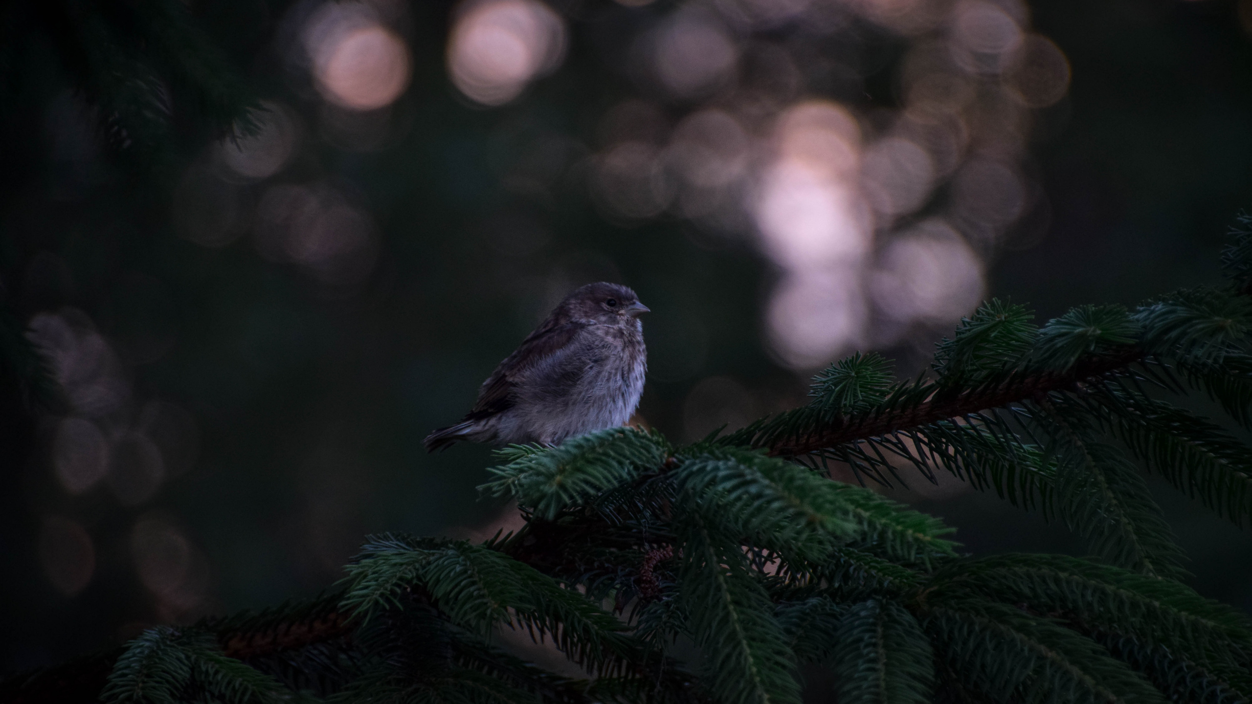 White and Black Bird on Green Pine Tree. Wallpaper in 2560x1440 Resolution