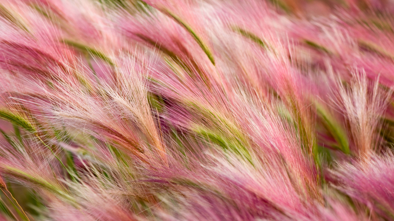 粉红色, 草, 草家庭, Air, 野花 壁纸 1280x720 允许