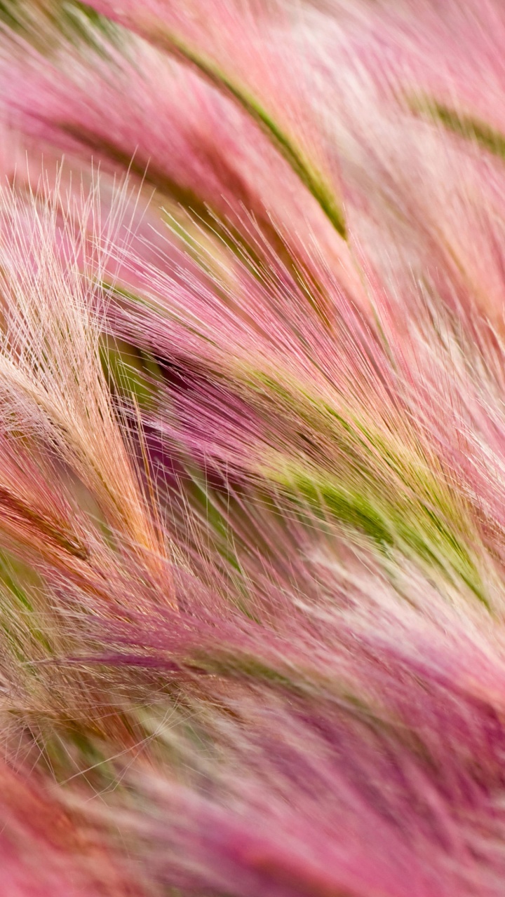 粉红色, 草, 草家庭, Air, 野花 壁纸 720x1280 允许