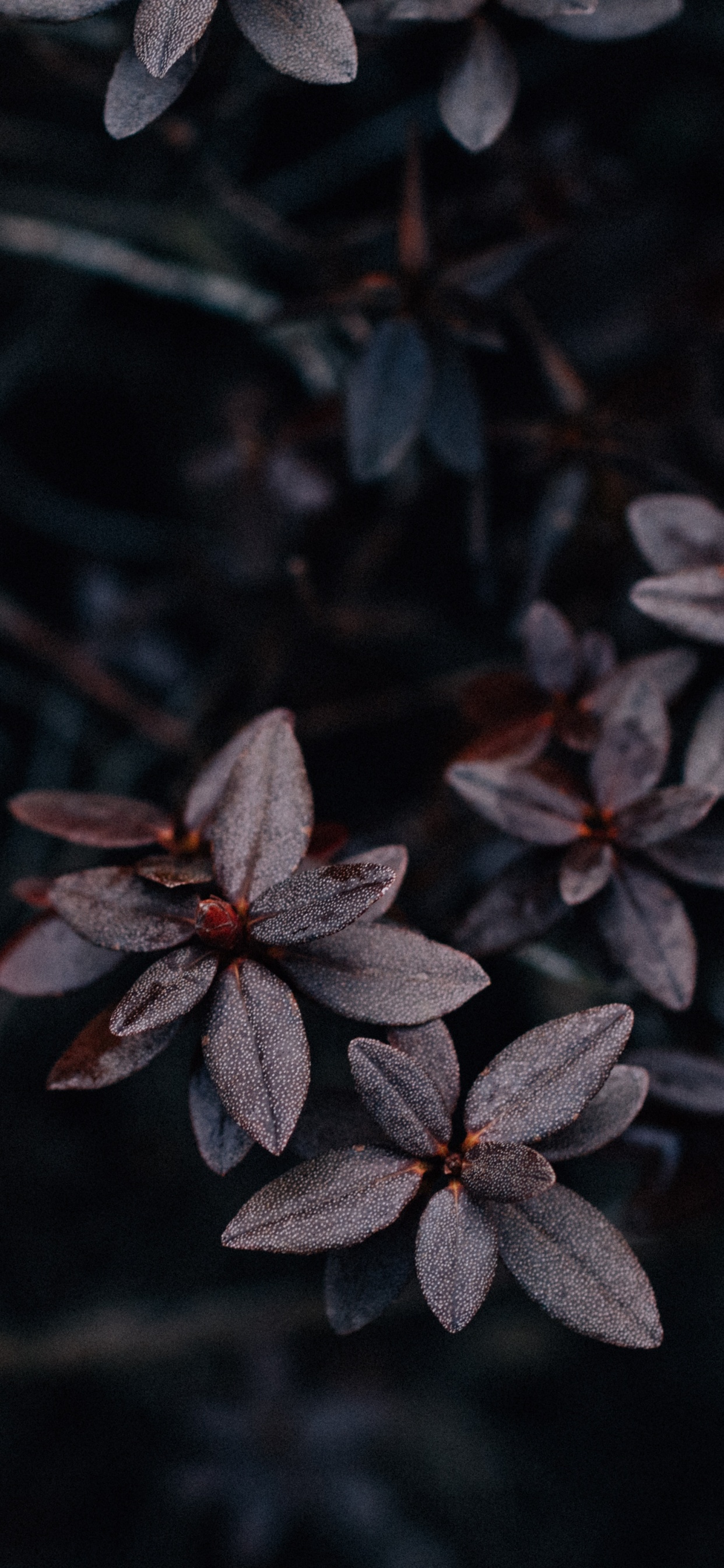 Pflanzen, Blatt, Blütenblatt, Frühjahr, Branch. Wallpaper in 1242x2688 Resolution