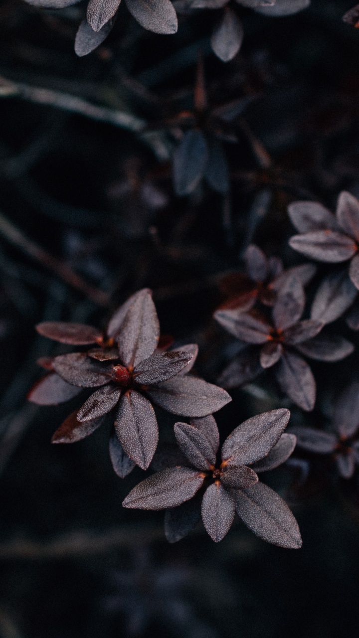 Plants, Leaf, Flower, Plant, Petal. Wallpaper in 720x1280 Resolution