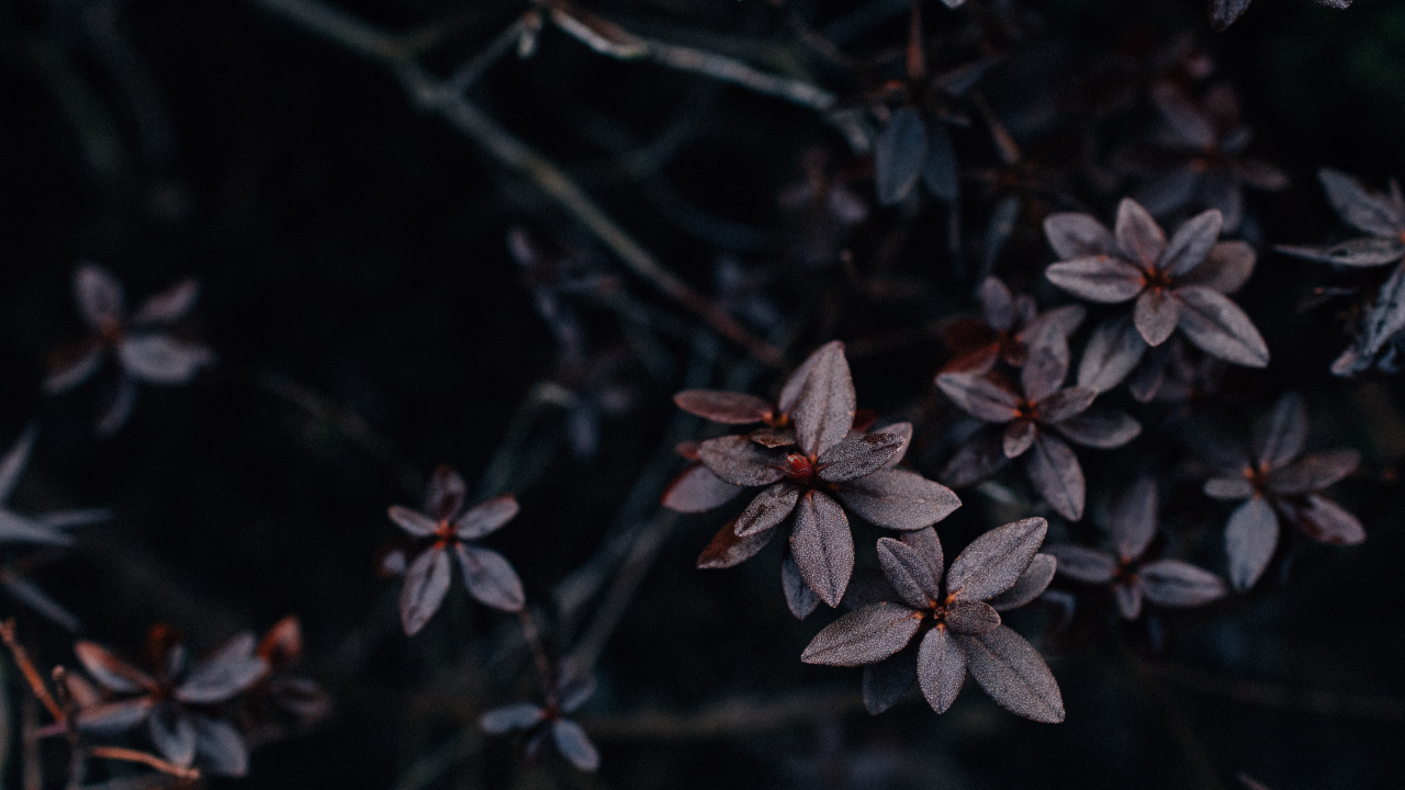 Plante, Feuille, Pétale, Printemps, Sauvages. Wallpaper in 1280x720 Resolution