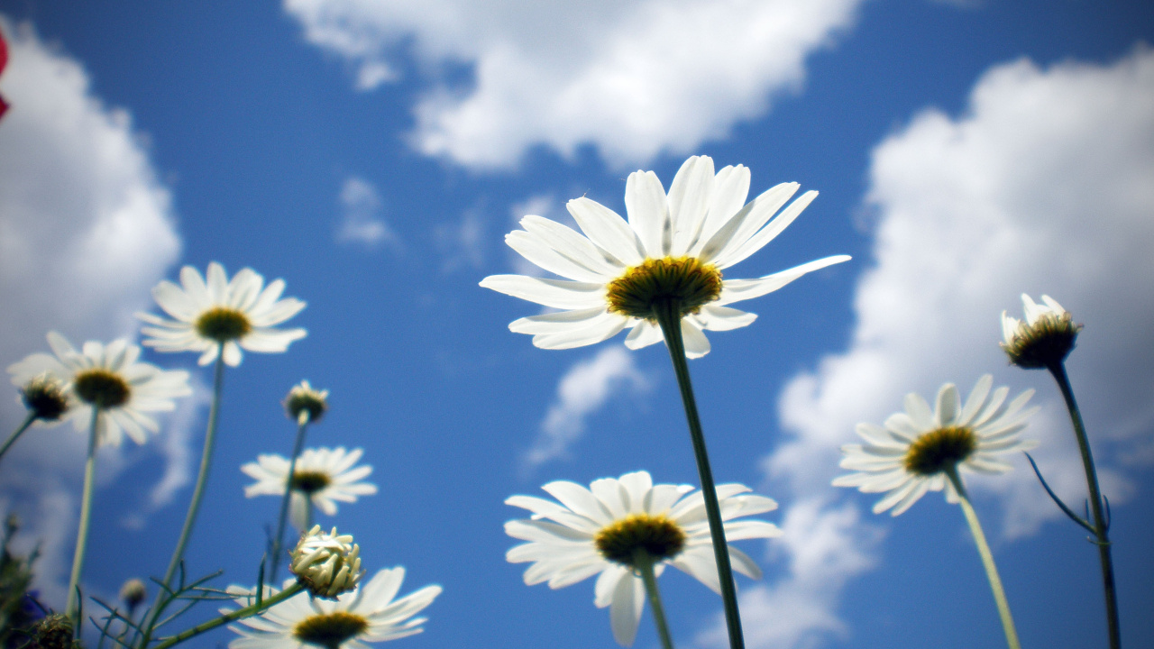 Marguerite Blanche Sous Ciel Bleu. Wallpaper in 1280x720 Resolution