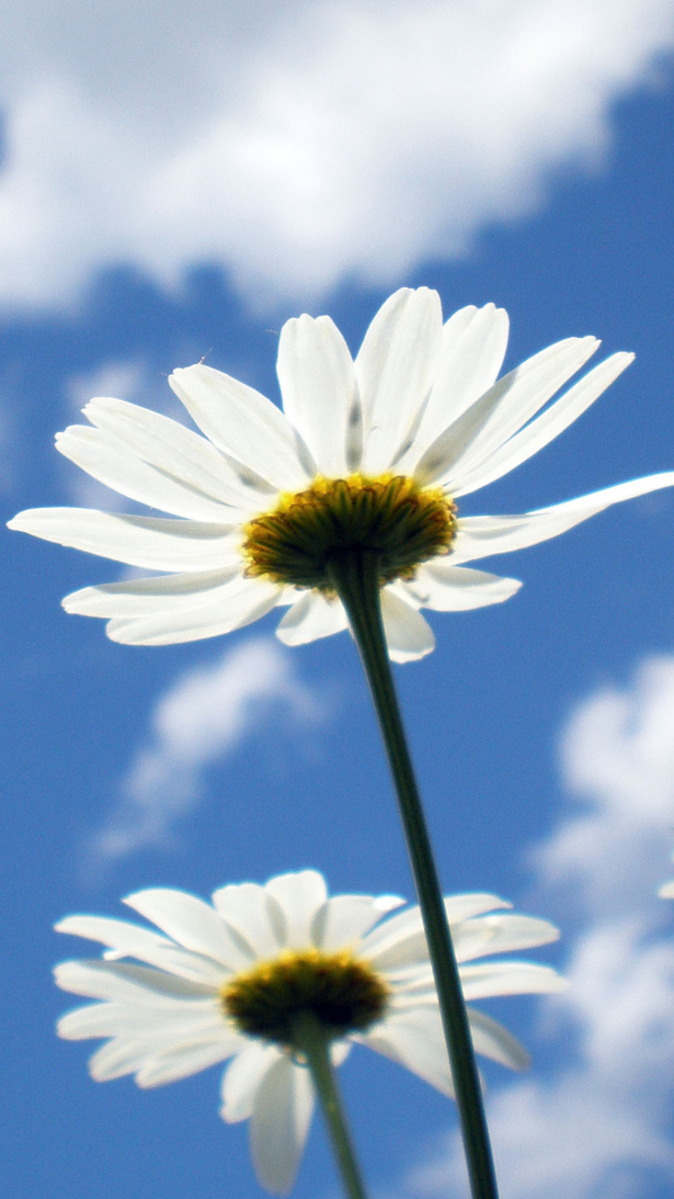 White Daisy Under Blue Sky. Wallpaper in 750x1334 Resolution