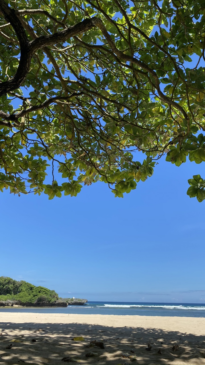 岸边, 海岸, 海洋, Azure, 树枝 壁纸 720x1280 允许