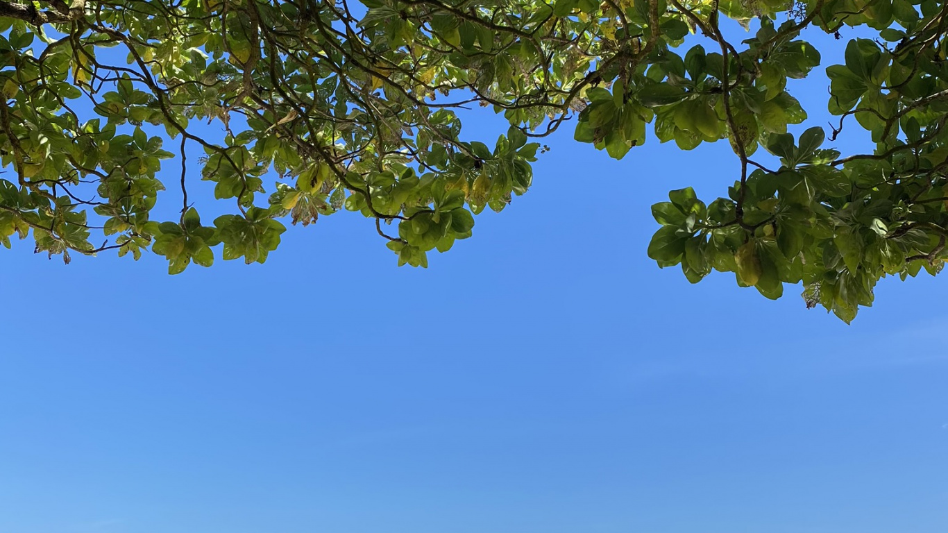 Branch, Shore, Coast, Ocean, Azure. Wallpaper in 1366x768 Resolution
