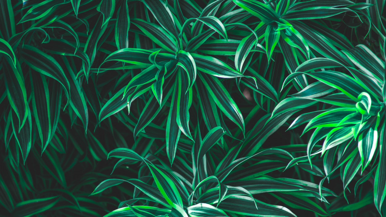 绿色的, 草, 陆地上的植物, 上帝, 《古兰经》 壁纸 1280x720 允许